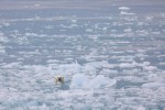 Polar Bear hunting at the edge of the Austfonna glacier 20180721 768