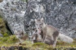 Arctic Fox kits 20180723 975