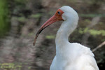 White Ibis, Paradise Pond