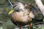 Mottled Duck, Paradise Pond