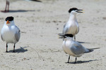Royal Tern, Sandwich Terns