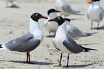 Laughing Gulls, Caspian Tern, Sandwich Terns