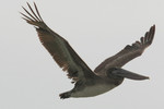 Brown Pelican, Aransas NWR