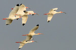White Ibis, Aransas NWR