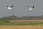 Whooping Cranes, Aransas NWR