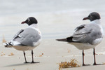 Franklin's Gull (L) with Laughing Gull (R)