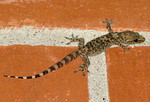 Gordon the Gecko