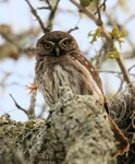 Ferruginous Pygmy-Owl, King Ranch