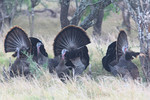 Turkeys, King Ranch