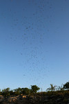 Cave Swallows circling before dropping into their cave for the night