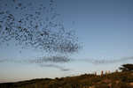 Mexican Free-tailed Bats, Frio bat cave