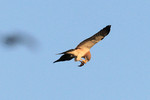 Swainson's Hawk eating on the wing, Frio bat cave