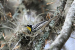 Yellow-throated Warbler, Utopia