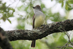 Brown-crested Flycatcher, Neal's