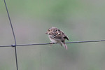 Grasshopper Sparrow, Concan