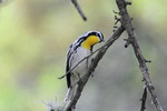 Yellow-throated Warbler, Neal's