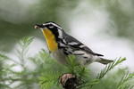 Yellow-throated Warbler, Neal's