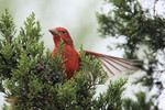 Summer Tanager, Neal's