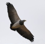 Black-chested Buzzard-eagle (adult), Tierra del Fuego NP 20181006 1138