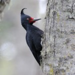 Magellanic Woodpecker (female), Tierra del Fuego National Park 20181006 421