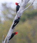 Magellanic Woodpeckers (male and female), Tierra del Fuego National Park 20181006 660
