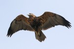 Black-chested Buzzard-eagle (juvenile), Ushuaia 20181007 755