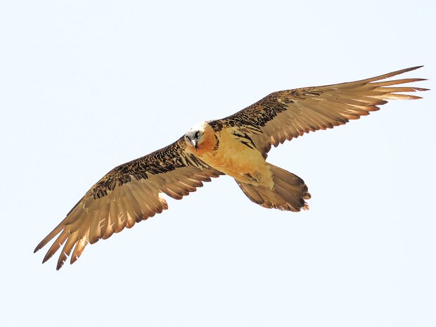 Central Asia 2026 Birds