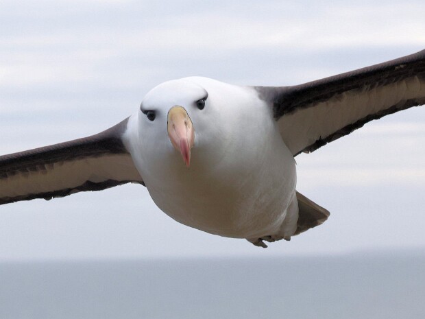 Falklands 2025