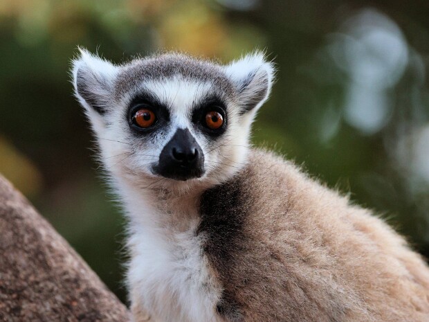 Madagascar