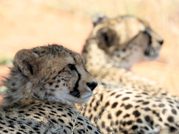 South Africa