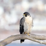 Peregrine Falcon, State Line Lookout 2021-02-21 1345