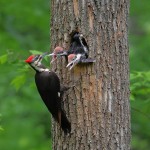 Pileated Woodpecker, Garret 2022-05-22 183