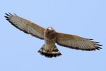 Boadwinged Hawk, State Line Lookout 2022-09-16 951